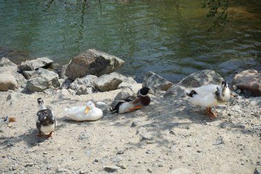 Ördekler Nisan ayında El Rafisah Barajı dinlenme alanındaki Hawd al Bid 'ah rezervuarının kayalık kıyısında. Ördek, Anatidae familyasındaki birçok su kuşunun yaygın adıdır. Wadi Wshee, Sharjah, BAE.