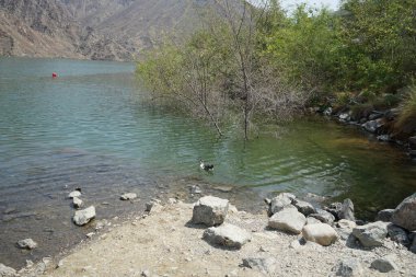 Bir Ancona ördeği, Anas platyrhynchos domesticus, Al Rafisah Barajı dinlenme alanındaki Hawd al Bid 'ah rezervuarının suyunda yüzer. Ancona evcil bir ördek türüdür. Wadi Wshee, Sharjah, BAE.