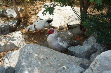 Ördekler Nisan ayında El Rafisah Barajı dinlenme alanındaki Hawd al Bid 'ah rezervuarının kayalık kıyısında. Ördek, Anatidae familyasındaki birçok su kuşunun yaygın adıdır. Wadi Wshee, Sharjah, BAE.