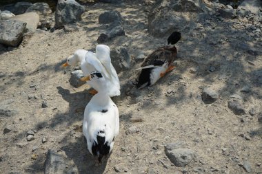 Ördekler Nisan ayında El Rafisah Barajı dinlenme alanındaki Hawd al Bid 'ah rezervuarının kayalık kıyısında. Ördek, Anatidae familyasındaki birçok su kuşunun yaygın adıdır. Wadi Wshee, Sharjah, BAE.