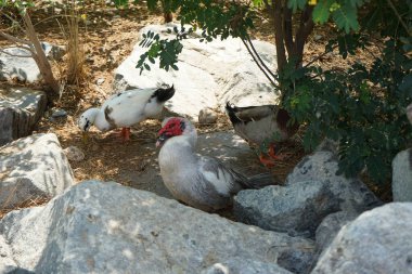 Ördekler Nisan ayında El Rafisah Barajı dinlenme alanındaki Hawd al Bid 'ah rezervuarının kayalık kıyısında. Ördek, Anatidae familyasındaki birçok su kuşunun yaygın adıdır. Wadi Wshee, Sharjah, BAE.