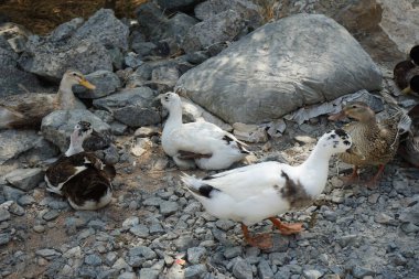 Ördekler Nisan ayında El Rafisah Barajı dinlenme alanındaki Hawd al Bid 'ah rezervuarının kayalık kıyısında. Ördek, Anatidae familyasındaki birçok su kuşunun yaygın adıdır. Wadi Wshee, Sharjah, BAE.