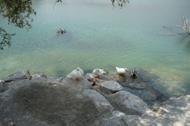 Ördekler Nisan ayında El Rafisah Barajı dinlenme alanındaki Hawd al Bid 'ah rezervuarının kayalık kıyısında. Ördek, Anatidae familyasındaki birçok su kuşunun yaygın adıdır. Wadi Wshee, Sharjah, BAE.
