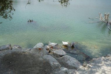 Ördekler Nisan ayında El Rafisah Barajı dinlenme alanındaki Hawd al Bid 'ah rezervuarının kayalık kıyısında. Ördek, Anatidae familyasındaki birçok su kuşunun yaygın adıdır. Wadi Wshee, Sharjah, BAE.