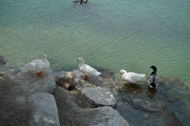 Ördekler Nisan ayında El Rafisah Barajı dinlenme alanındaki Hawd al Bid 'ah rezervuarının kayalık kıyısında. Ördek, Anatidae familyasındaki birçok su kuşunun yaygın adıdır. Wadi Wshee, Sharjah, BAE.