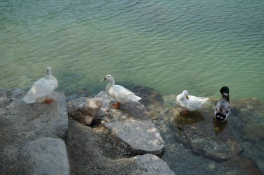 Ördekler Nisan ayında El Rafisah Barajı dinlenme alanındaki Hawd al Bid 'ah rezervuarının kayalık kıyısında. Ördek, Anatidae familyasındaki birçok su kuşunun yaygın adıdır. Wadi Wshee, Sharjah, BAE.