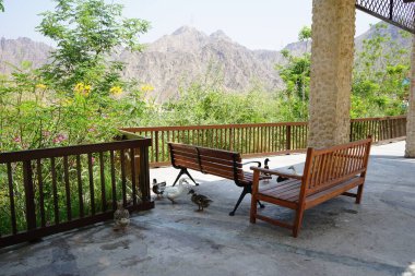 Ördekler Nisan ayında El Rafisah Barajı dinlenme alanındaki Hawd al Bid 'ah rezervuarının kıyısındaki bir gölgeliğin altında yürüyorlar. Wadi Wshee, Sharjah, BAE. 