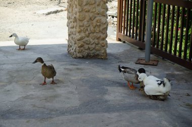 Nisan ayında, Al Rafisah Barajı 'ndaki Hawd al Bid' ah rezervuarının kıyısındaki bir gölgelik altında ördeklerin cinsel ilişkiye girmesi. Wadi Wshee, Sharjah, BAE. 