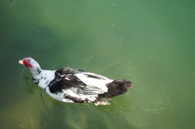 Cairina Moschata ördeği Nisan ayında Al Rafisah Barajı dinlenme alanındaki Hawd al Bid 'ah rezervuarında yüzer. Moscovy ördeği, Cairina Moschata, bir ördektir. Wadi Wshee, Sharjah, BAE.