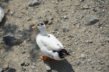 Bir Ancona ördeği, Anas platyrhynchos domesticus, Al Rafisah Barajı dinlenme alanındaki Hawd al Bid 'ah rezervuarının kıyısında yürüyor. Ancona, alışılmadık ve değişken kırık renk tüyleriyle karakterize edilen evcil bir ördek türüdür..