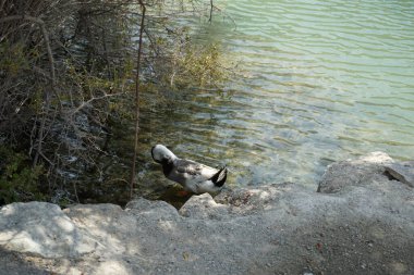 Bir Ancona ördeği, Anas platyrhynchos domesticus, Al Rafisah Barajı dinlenme alanındaki Hawd al Bid 'ah rezervuarının kıyısında yürüyor. Ancona, alışılmadık ve değişken kırık renk tüyleriyle karakterize edilen evcil bir ördek türüdür..