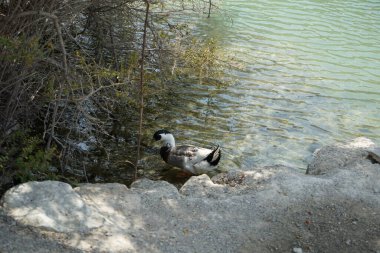 Bir Ancona ördeği, Anas platyrhynchos domesticus, Al Rafisah Barajı dinlenme alanındaki Hawd al Bid 'ah rezervuarının kıyısında yürüyor. Ancona, alışılmadık ve değişken kırık renk tüyleriyle karakterize edilen evcil bir ördek türüdür..