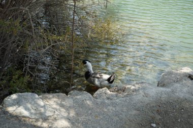Bir Ancona ördeği, Anas platyrhynchos domesticus, Al Rafisah Barajı dinlenme alanındaki Hawd al Bid 'ah rezervuarının kıyısında yürüyor. Ancona, alışılmadık ve değişken kırık renk tüyleriyle karakterize edilen evcil bir ördek türüdür..