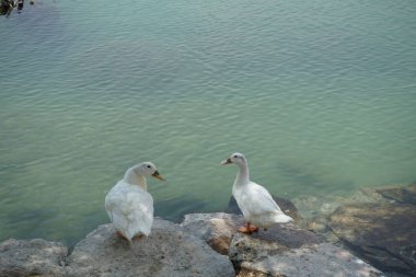 Al Rafisah Barajı dinlenme alanındaki Hawd al Bid 'ah rezervuarının kıyısında iki beyaz Pekin ördeği oturuyor. Pekin, Anas platyrhynchos domestica, Amerikan ördek cinsidir. Wadi Wshee, Sharjah, BAE. 