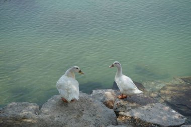 Al Rafisah Barajı dinlenme alanındaki Hawd al Bid 'ah rezervuarının kıyısında iki beyaz Pekin ördeği oturuyor. Pekin, Anas platyrhynchos domestica, Amerikan ördek cinsidir. Wadi Wshee, Sharjah, BAE. 