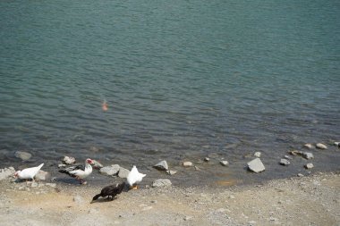 Koi sazan balığı, El Rafisah Barajı dinlenme alanındaki ördekler ile sahilin yakınındaki Hawd al Bid 'ah rezervuarında yüzer. Koi, nishikigoi, 