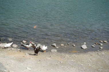 Koi sazan balığı, El Rafisah Barajı dinlenme alanındaki ördekler ile sahilin yakınındaki Hawd al Bid 'ah rezervuarında yüzer. Koi, nishikigoi, 