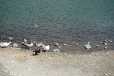 Koi sazan balığı, El Rafisah Barajı dinlenme alanındaki ördekler ile sahilin yakınındaki Hawd al Bid 'ah rezervuarında yüzer. Koi, nishikigoi, 