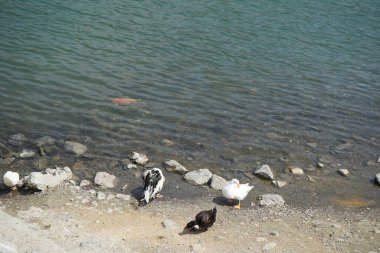 Koi sazan balığı, El Rafisah Barajı dinlenme alanındaki ördekler ile sahilin yakınındaki Hawd al Bid 'ah rezervuarında yüzer. Koi, nishikigoi, 