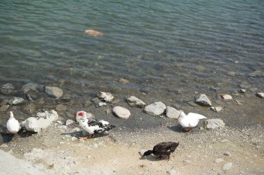 Koi sazan balığı, El Rafisah Barajı dinlenme alanındaki ördekler ile sahilin yakınındaki Hawd al Bid 'ah rezervuarında yüzer. Koi, nishikigoi, 