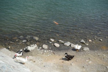 Koi sazan balığı, El Rafisah Barajı dinlenme alanındaki ördekler ile sahilin yakınındaki Hawd al Bid 'ah rezervuarında yüzer. Koi, nishikigoi, 