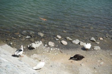 Koi sazan balığı, El Rafisah Barajı dinlenme alanındaki ördekler ile sahilin yakınındaki Hawd al Bid 'ah rezervuarında yüzer. Koi, nishikigoi, 