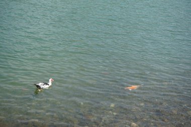 Cairina Moschata ördeği nisan ayında Hawd al Bid 'ah rezervuarının berrak sularında Koi sazan balığı yakınında yüzer. Moscovy ördeği, Cairina Moschata, bir ördektir. Wadi Wshee, Sharjah, BAE. 