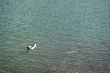 Cairina Moschata ördeği nisan ayında Hawd al Bid 'ah rezervuarının berrak sularında Koi sazan balığı yakınında yüzer. Moscovy ördeği, Cairina Moschata, bir ördektir. Wadi Wshee, Sharjah, BAE. 