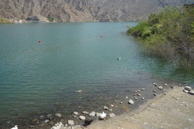 Koi sazan balığı, El Rafisah Barajı dinlenme alanındaki ördekler ile sahilin yakınındaki Hawd al Bid 'ah rezervuarında yüzer. Koi, nishikigoi, 