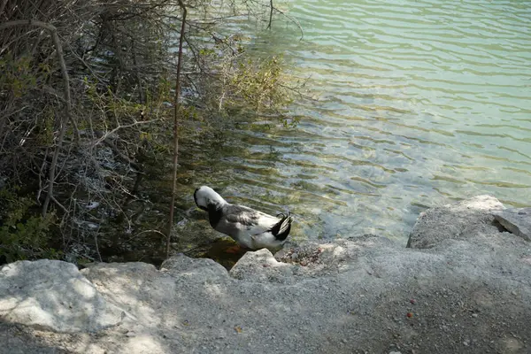 Bir Ancona ördeği, Anas platyrhynchos domesticus, Al Rafisah Barajı dinlenme alanındaki Hawd al Bid 'ah rezervuarının kıyısında yürüyor. Ancona, alışılmadık ve değişken kırık renk tüyleriyle karakterize edilen evcil bir ördek türüdür..