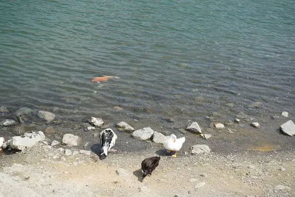 Koi sazan balığı, El Rafisah Barajı dinlenme alanındaki ördekler ile sahilin yakınındaki Hawd al Bid 'ah rezervuarında yüzer. Koi, nishikigoi, 