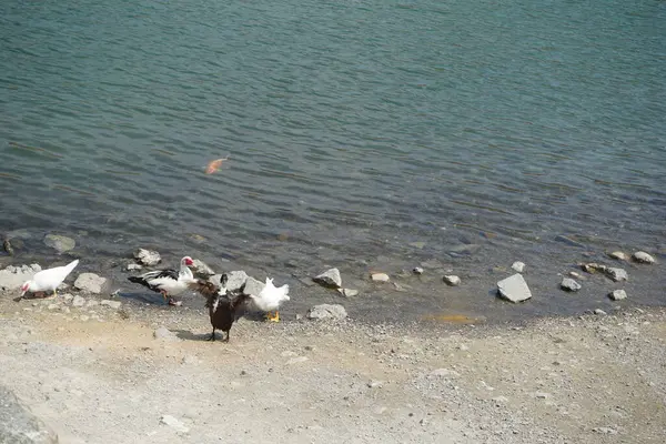 Koi sazan balığı, El Rafisah Barajı dinlenme alanındaki ördekler ile sahilin yakınındaki Hawd al Bid 'ah rezervuarında yüzer. Koi, nishikigoi, 