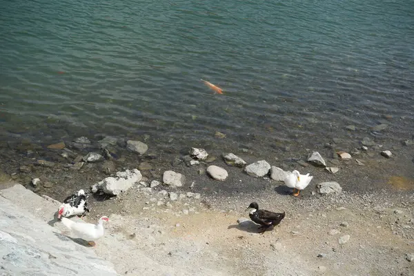 Koi sazan balığı, El Rafisah Barajı dinlenme alanındaki ördekler ile sahilin yakınındaki Hawd al Bid 'ah rezervuarında yüzer. Koi, nishikigoi, 