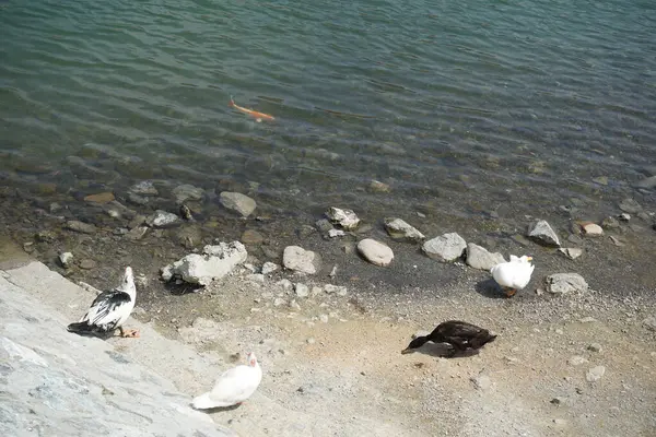 Koi sazan balığı, El Rafisah Barajı dinlenme alanındaki ördekler ile sahilin yakınındaki Hawd al Bid 'ah rezervuarında yüzer. Koi, nishikigoi, 