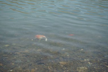 Koi sazan balığı Kohaku, Al Rafisah Barajı 'nın kıyısındaki Hawd al Bid' ah rezervuarının berrak sularında diğer küçük balıklarla çevrili olarak yüzer. Kohaku, 