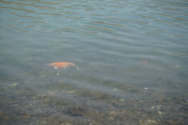 Koi sazan balığı Kohaku, Al Rafisah Barajı 'nın kıyısındaki Hawd al Bid' ah rezervuarının berrak sularında diğer küçük balıklarla çevrili olarak yüzer. Kohaku, 