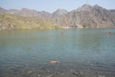 Büyük bir Kohaku balığı, El Rafisah Barajı 'nın kıyısındaki Hawd al Bid' ah rezervuarının berrak sularında diğer küçük balıklarla çevrili olarak yüzer. Kohaku, 