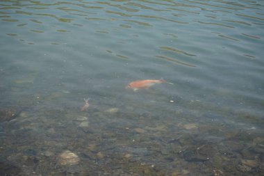 Koi sazan balığı Kohaku, Al Rafisah Barajı 'nın kıyısındaki Hawd al Bid' ah rezervuarının berrak sularında diğer küçük balıklarla çevrili olarak yüzer. Kohaku, 
