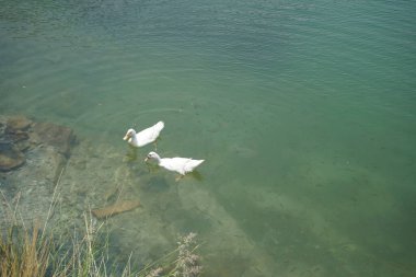 Beyaz Pekin ördekleri, Al Rafisah Barajı dinlenme alanındaki Hawd al Bid 'ah rezervuarında balıklarla berrak sularda yüzerler. Pekin, Anas platyrhynchos domestica, Amerikan ördek cinsidir. Wadi Wshee, Sharjah, BAE. 
