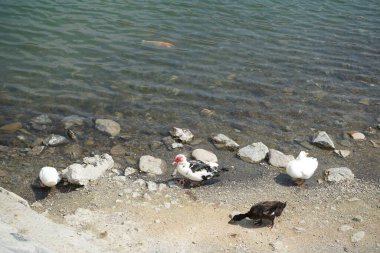 Ördekler, Al Rafisah Barajı dinlenme alanındaki Hawd al Bid 'ah rezervuarının temiz suyunda Koi sazan balığı ve diğer balıklarla otururlar. Koi, nishikigoi, 