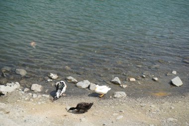 Ördekler, Al Rafisah Barajı dinlenme alanındaki Hawd al Bid 'ah rezervuarının temiz suyunda Koi sazan balığı ve diğer balıklarla otururlar. Koi, nishikigoi, 