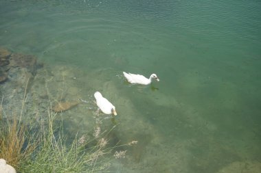 Beyaz Pekin ördekleri, Al Rafisah Barajı dinlenme alanındaki Hawd al Bid 'ah rezervuarında balıklarla berrak sularda yüzerler. Pekin, Anas platyrhynchos domestica, Amerikan ördek cinsidir. Wadi Wshee, Sharjah, BAE. 
