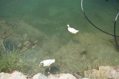 Beyaz Pekin ördekleri, Al Rafisah Barajı dinlenme alanındaki Hawd al Bid 'ah rezervuarında balıklarla berrak sularda yüzerler. Pekin, Anas platyrhynchos domestica, Amerikan ördek cinsidir. Wadi Wshee, Sharjah, BAE. 