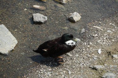 Pommern ördeği, El Rafisah Barajı dinlenme alanındaki Hawd al Bid 'ah rezervuarının temiz sularının yanında kıyıda bulunuyor. Pommeranian ördeği, Pommernente, evcil bir ördek türüdür. Wadi Wshee, Sharjah, BAE.