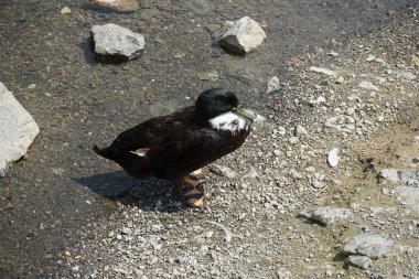 Pommern ördeği, El Rafisah Barajı dinlenme alanındaki Hawd al Bid 'ah rezervuarının temiz sularının yanında kıyıda bulunuyor. Pommeranian ördeği, Pommernente, evcil bir ördek türüdür. Wadi Wshee, Sharjah, BAE.
