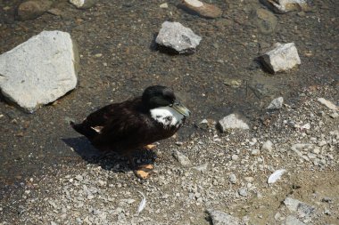 Pommern ördeği, El Rafisah Barajı dinlenme alanındaki Hawd al Bid 'ah rezervuarının temiz sularının yanında kıyıda bulunuyor. Pommeranian ördeği, Pommernente, evcil bir ördek türüdür. Wadi Wshee, Sharjah, BAE.