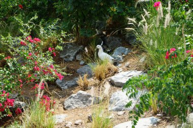 Ördekler, Nisan ayında Al Rafisah Barajı dinlenme alanındaki Hawd al Bid 'ah rezervuarının yakınındaki pitoresk bitki örtüsü arasında kayalık sahildeler. Ördek, Anatidae familyasındaki birçok su kuşunun yaygın adıdır. Wadi Wshee, Sharjah, BAE.