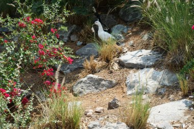 Ördekler, Nisan ayında Al Rafisah Barajı dinlenme alanındaki Hawd al Bid 'ah rezervuarının yakınındaki pitoresk bitki örtüsü arasında kayalık sahildeler. Ördek, Anatidae familyasındaki birçok su kuşunun yaygın adıdır. Wadi Wshee, Sharjah, BAE.