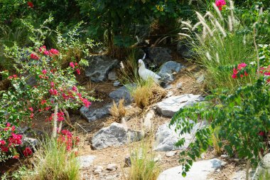 Ördekler, Nisan ayında Al Rafisah Barajı dinlenme alanındaki Hawd al Bid 'ah rezervuarının yakınındaki pitoresk bitki örtüsü arasında kayalık sahildeler. Ördek, Anatidae familyasındaki birçok su kuşunun yaygın adıdır. Wadi Wshee, Sharjah, BAE.