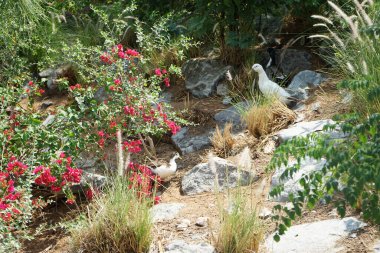 Ördekler, Nisan ayında Al Rafisah Barajı dinlenme alanındaki Hawd al Bid 'ah rezervuarının yakınındaki pitoresk bitki örtüsü arasında kayalık sahildeler. Ördek, Anatidae familyasındaki birçok su kuşunun yaygın adıdır. Wadi Wshee, Sharjah, BAE.